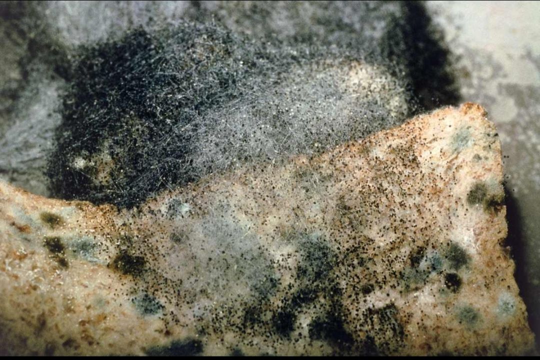 毛霉菌是自然界中常见的真菌,在空气,土壤,粪便中广泛存在,但是毛霉菌