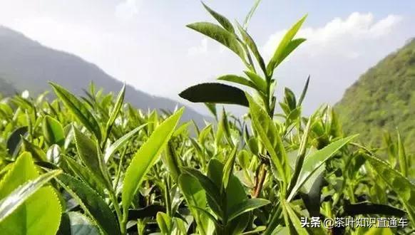 一字之差大不同,毛尖和毛峰不是一种茶,不要混淆了!