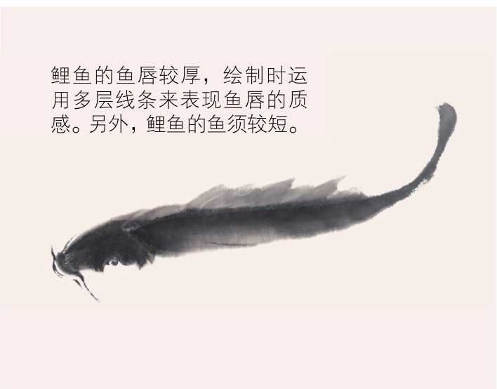 零基础水族的画法：怎么样用双勾发画金鱼鲤鱼？学会几分钟一幅画