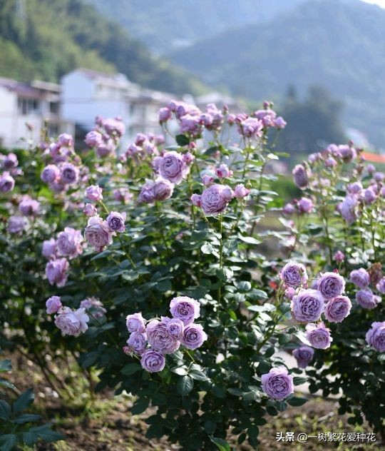 无刺月季品种有哪些（推荐八种耐开抗性好花大的月季）