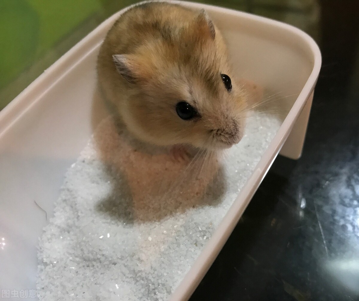 怎么给仓鼠洗澡(仓鼠可以洗澡吗？怎么洗澡？它洗澡的方式特殊，好像在做游戏)