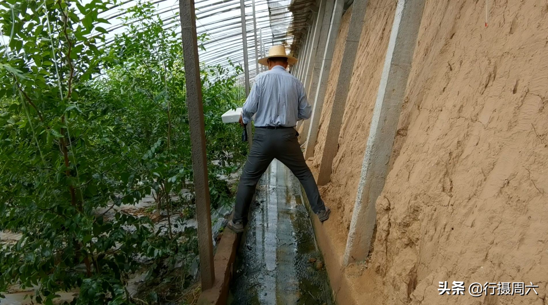 棗樹管理,棗樹管理方法
