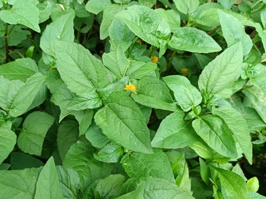 农村一种野草,人称"神仙草",用来煮水好处多,还是天然染发剂