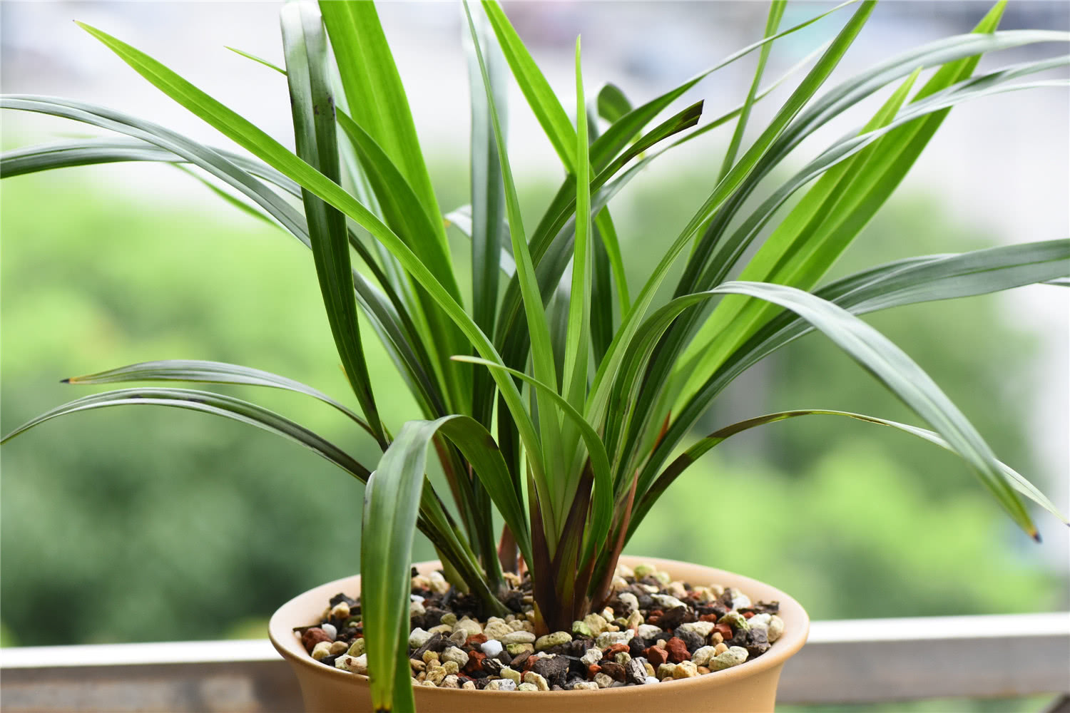 别着急,弄清2个大问题,兰花朵朵水灵灵