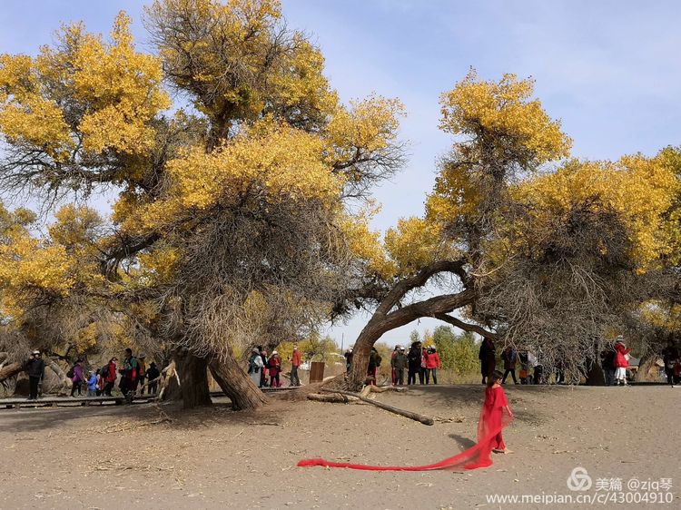 2019西北行｜胡杨：生而千年不死，死而千年不倒，倒而千年不朽