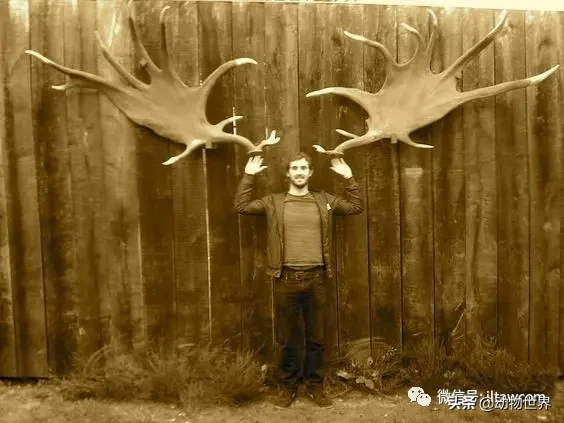 10种曾与人类同行的巨型野兽