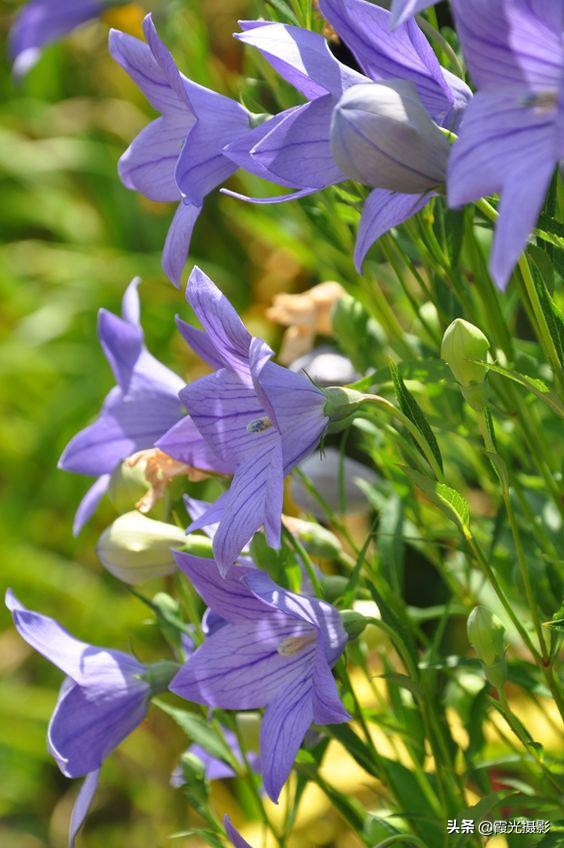 花园里的紫风铃,桔梗花
