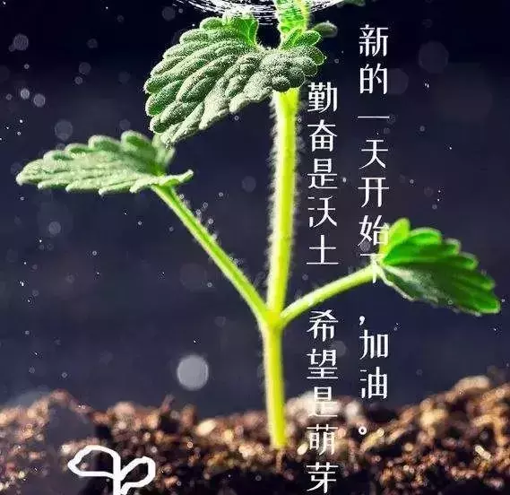 每天早上问候语 祝福语，早上好朋友