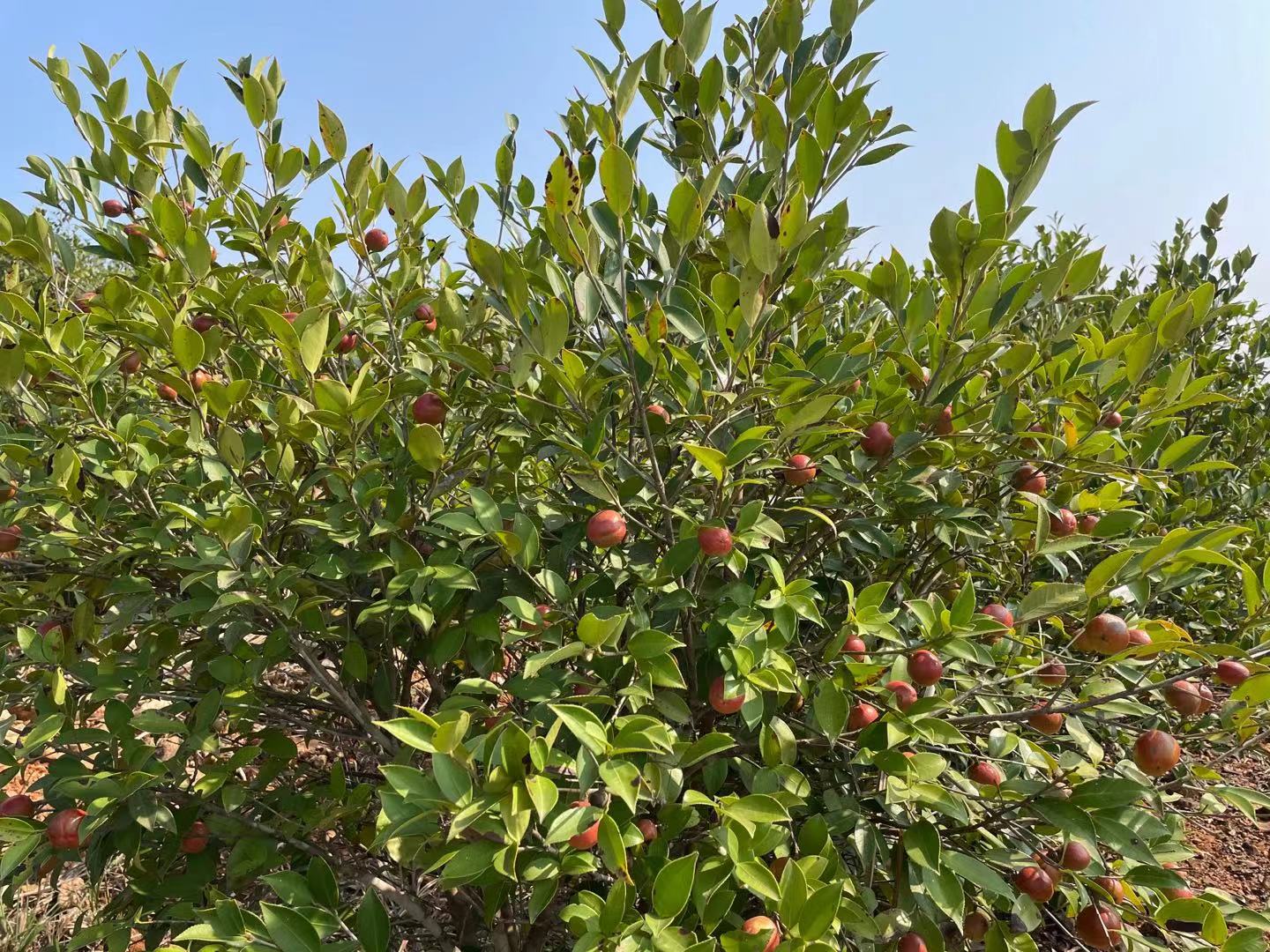 油茶樹可以榨茶油,一斤80元,為什么不那么看重了呢?