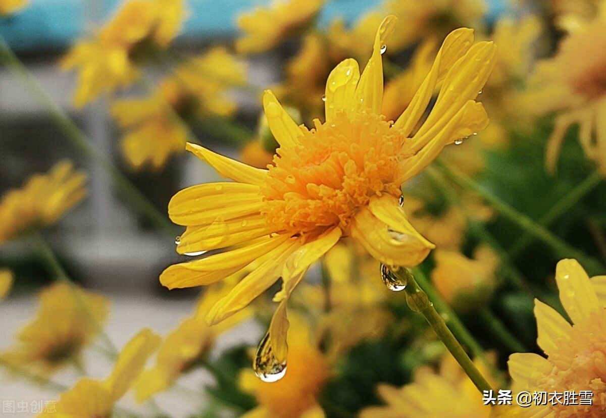 风雨菊花诗词四首赏读：寒枝带雨开仍艳，晚节凌霜赏未迟