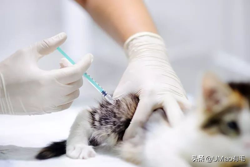 打疫苗长恶性肿瘤害死猫？这针到底还能不能打？