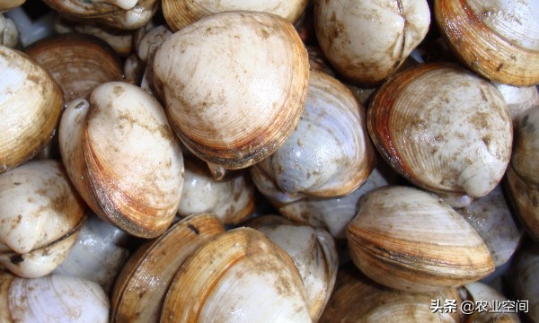 四角蛤蜊贝的增值养殖方法