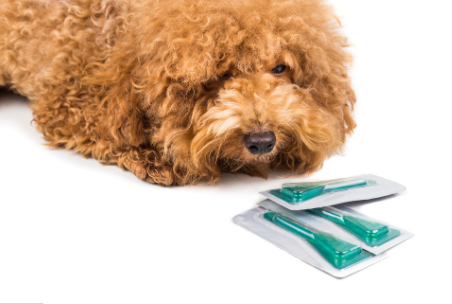 如何判断狗狗有虫？该如何给狗狗选择驱虫药？