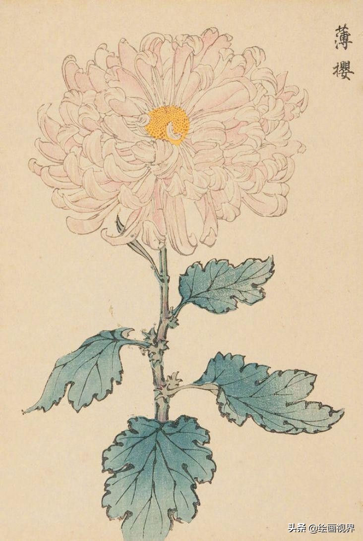 菊花的各种画法：9种常见菊花示范稿教你画，简单易学，收藏学习