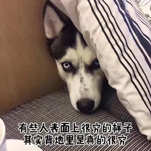 养一只狗,到底要花多少钱?