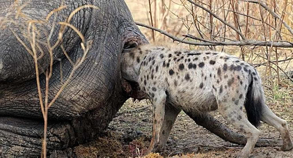 鬣狗不像老虎那樣擁有強大的咬合力和掌力,攻擊更大體型動物的脖子