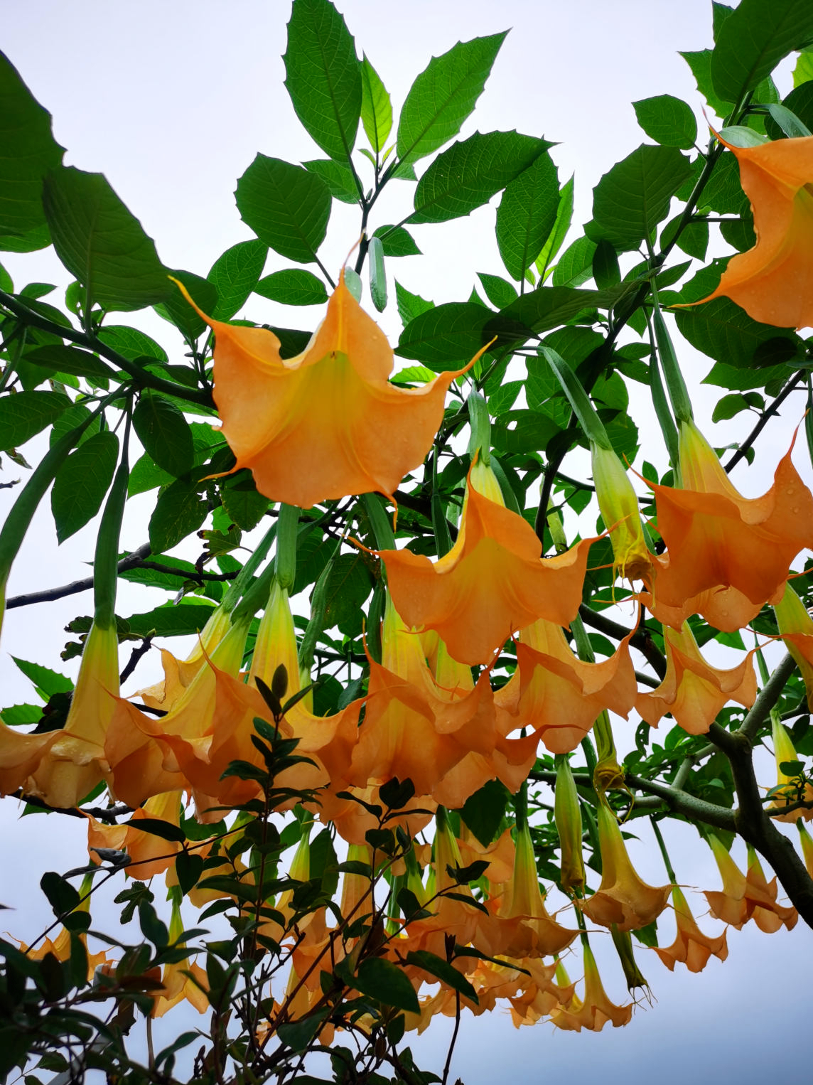 常见的10种“带毒花”，想养还是小心些，羊吃了都“直抽抽”