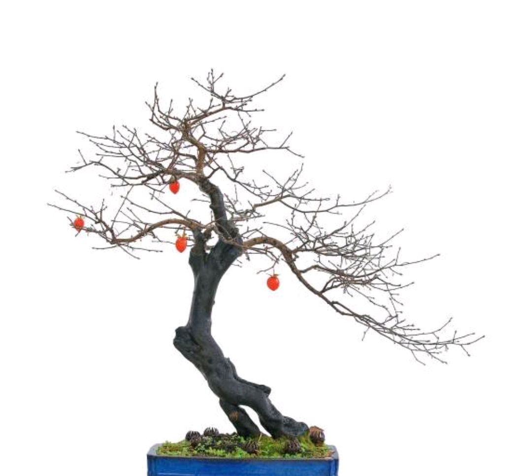 养老鸦柿就用这几招,植株健壮结果多,你做对了吗?