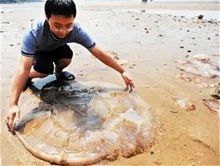 海蜇是水母吗(海蜇是水母吗？海蜇有危险吗？)