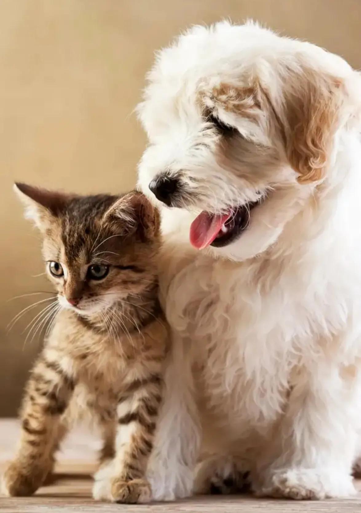 猫和狗的爱情故事200字 _飞翔号