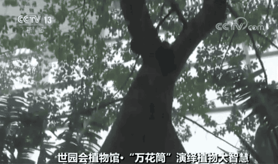 什么树最高？什么树会“武术”？植物也有大智慧