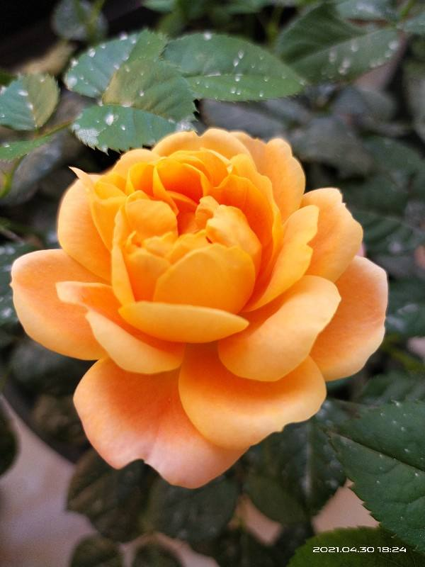 10种常见月季花图鉴,不要再问别人了,自己收藏慢慢看