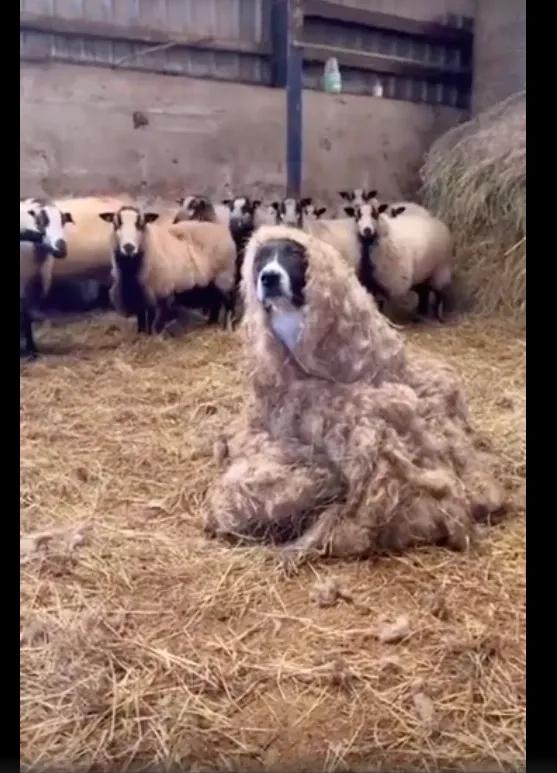 一只长着狗头的“羊”，要多滑稽就有多滑稽，你见过吗？