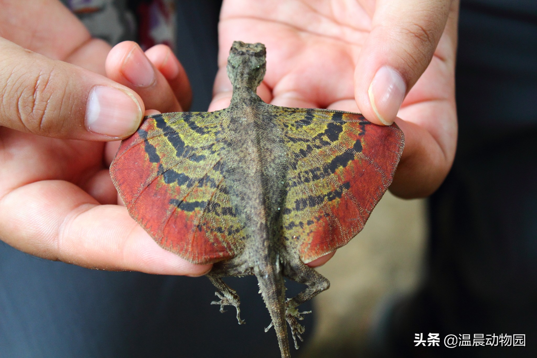 有鳞目,壁虎科,滑翔守宫属的爬行动物,有时也会被人们翻译成飞行壁虎