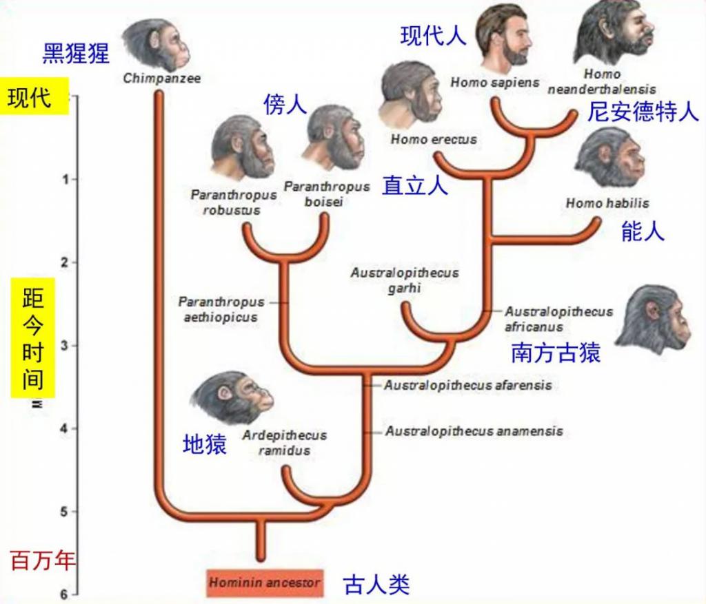 人类起源的真相到底是什么?