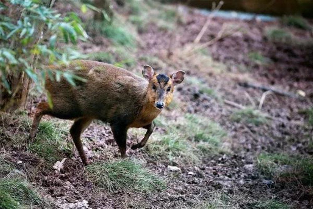 黄猄动物图片(小麂幼崽跟着妈妈去觅食) - 赤虎壹号