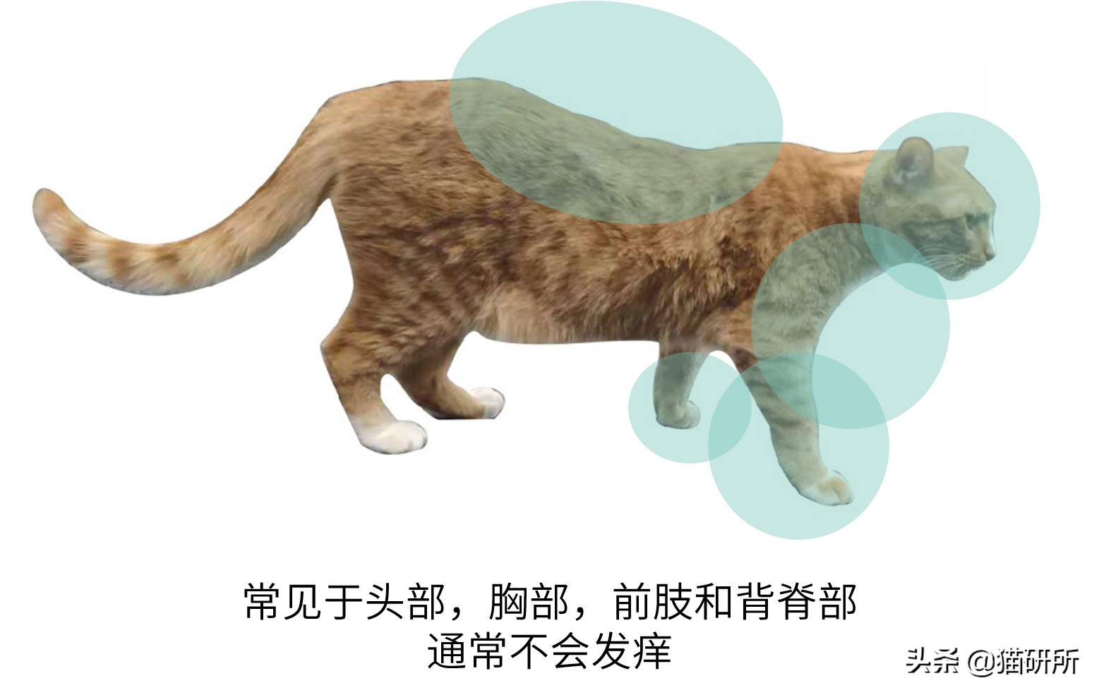 铲屎官必读：猫癣的家庭诊断与用药指南