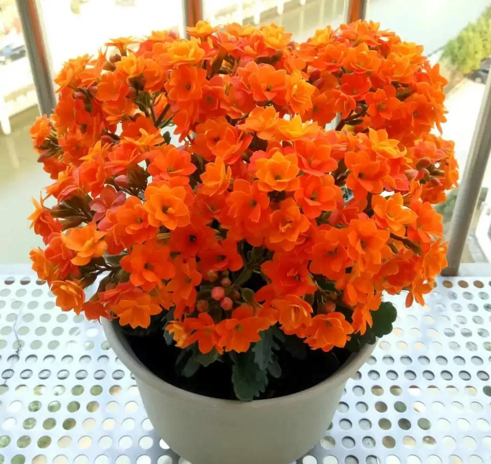 10大"旺财花",不仅寓意好,还利于健康能"养人",值得拥有