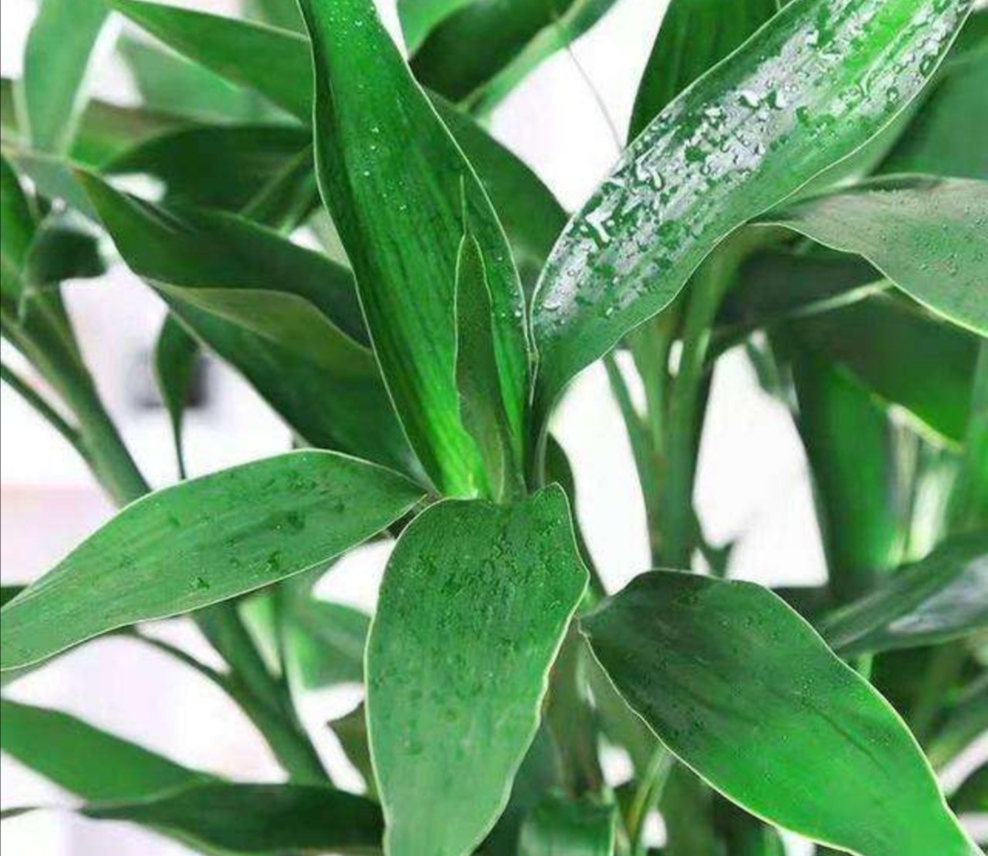 家庭水培富贵竹，常出现黄叶现象，该如何来解决？