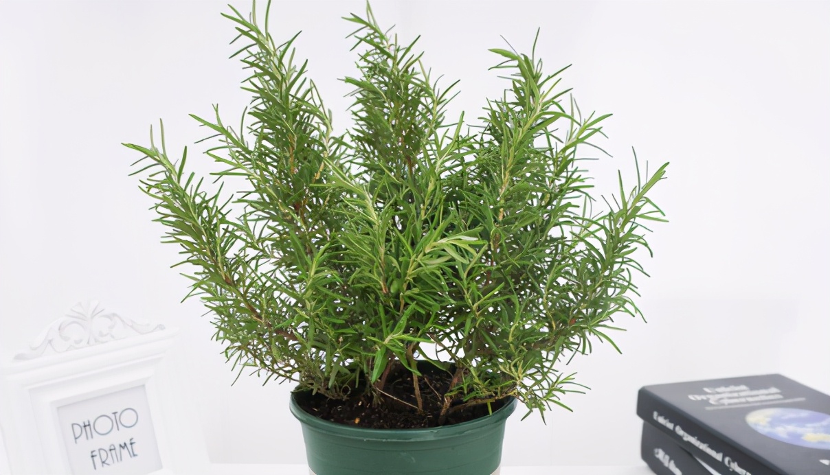 盆栽,关键时刻还能用来做菜,平时在做牛排的时候迷迭香可以用来当香料