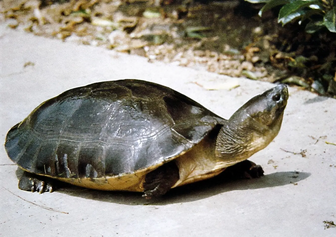 乌龟的种类图片及名称（乌龟的品种图片）