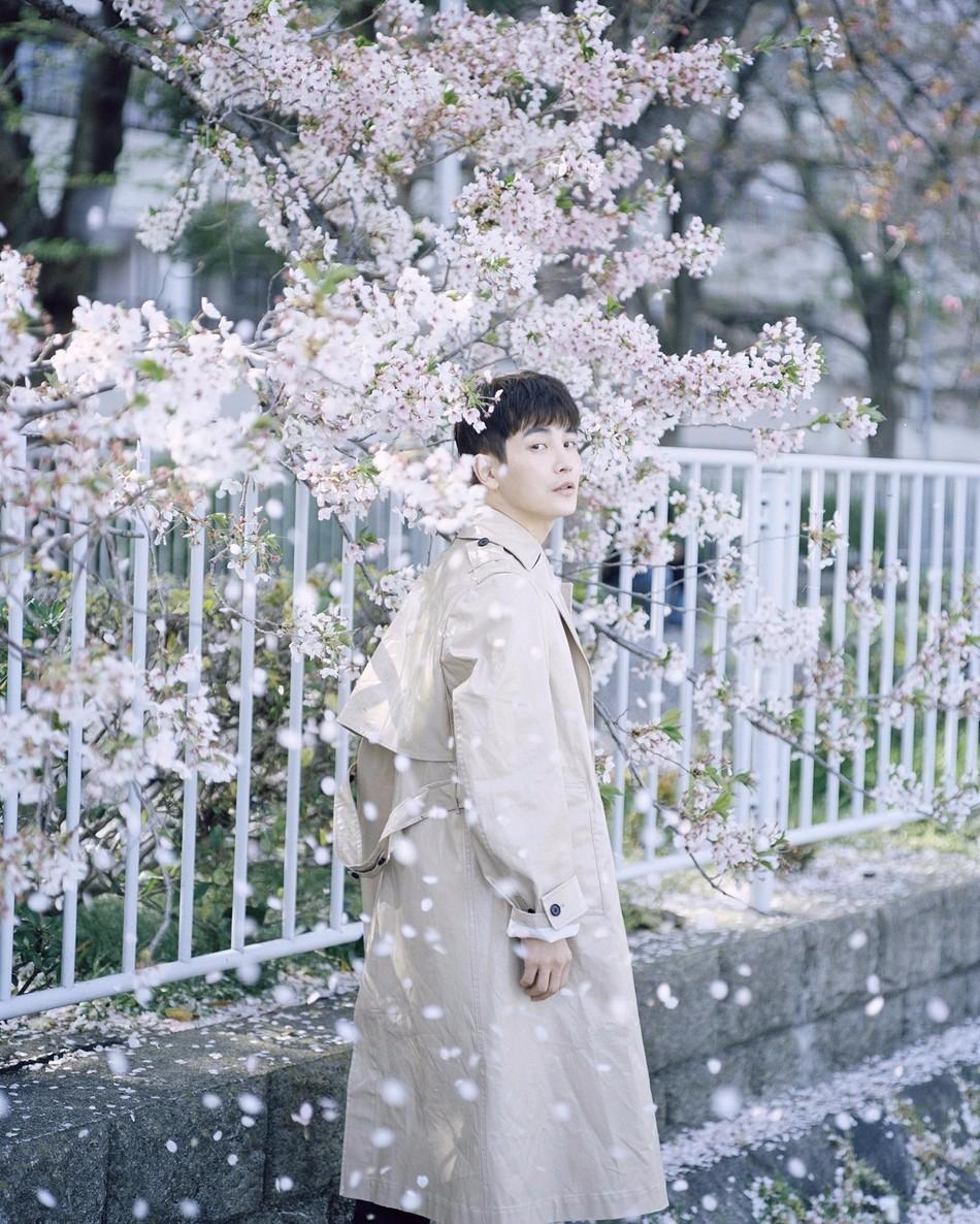 蝶恋花·樱花雨（竹榭）