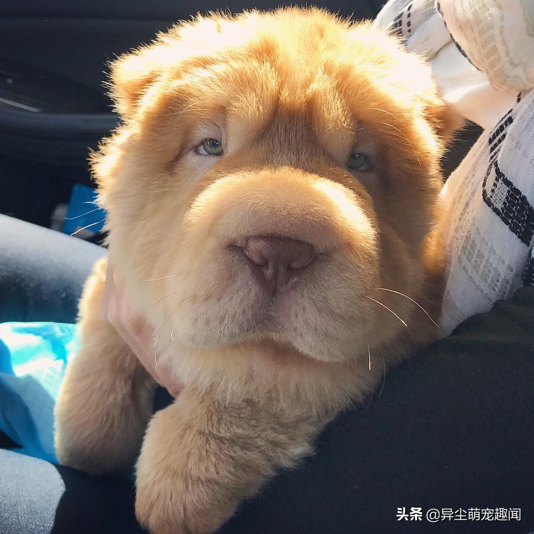 小熊犬是什么品种的狗，长得像熊的狗样子图片