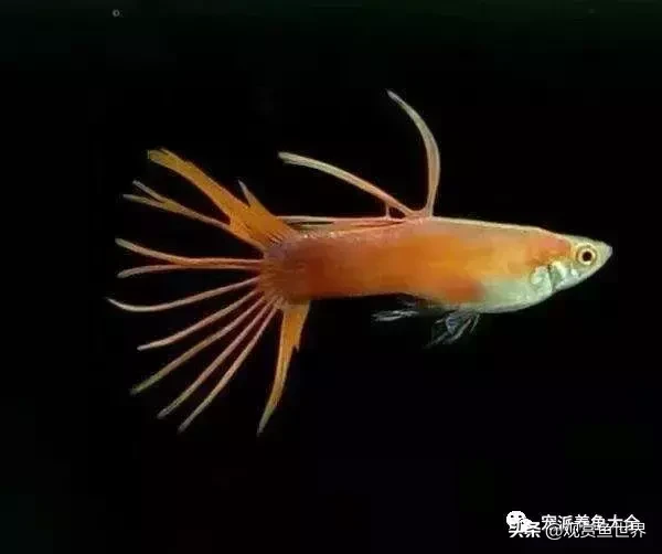 15個孔雀魚品系圖鑑絕美版/觀賞魚世界(孔雀魚)