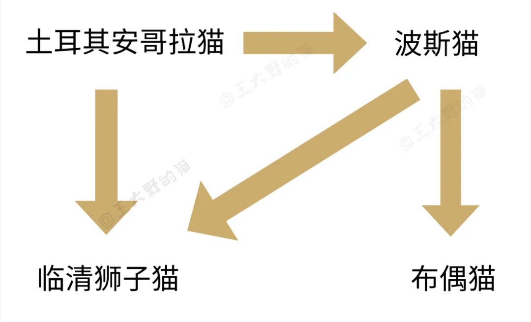 想养颜值高的长毛猫，可是布偶猫太贵？其实中国大白猫一点也不差