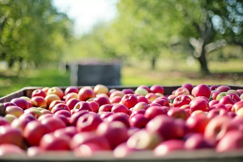 苹果价格跳水，今年低到5毛钱1斤