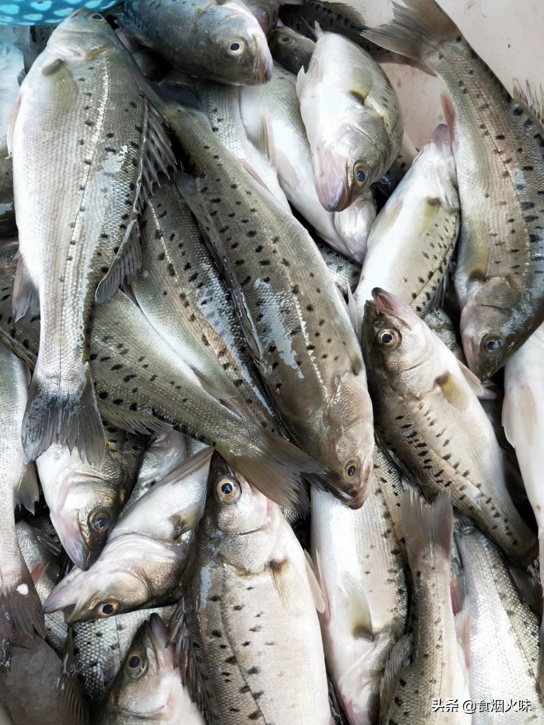 懂海鲜的人到菜市场就买这8种鱼,营养丰富味道鲜美,遇到别手软
