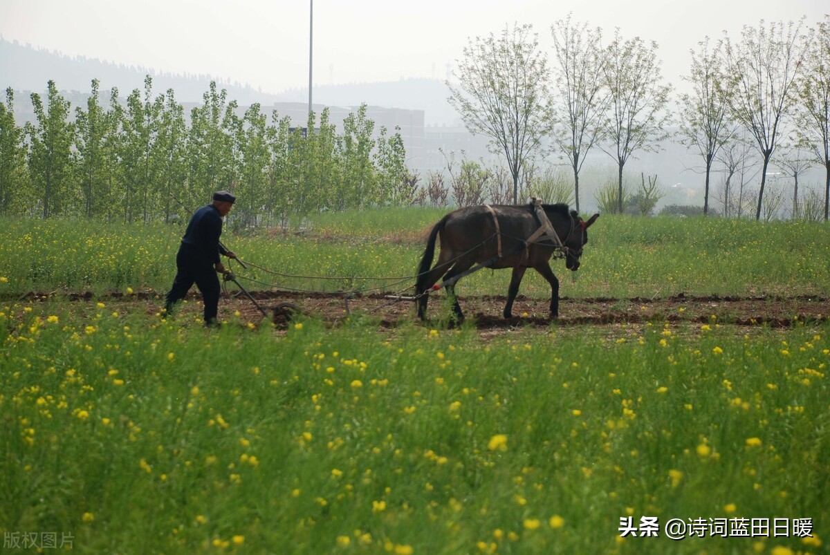 《诗经•邶风•式微》译文欣赏