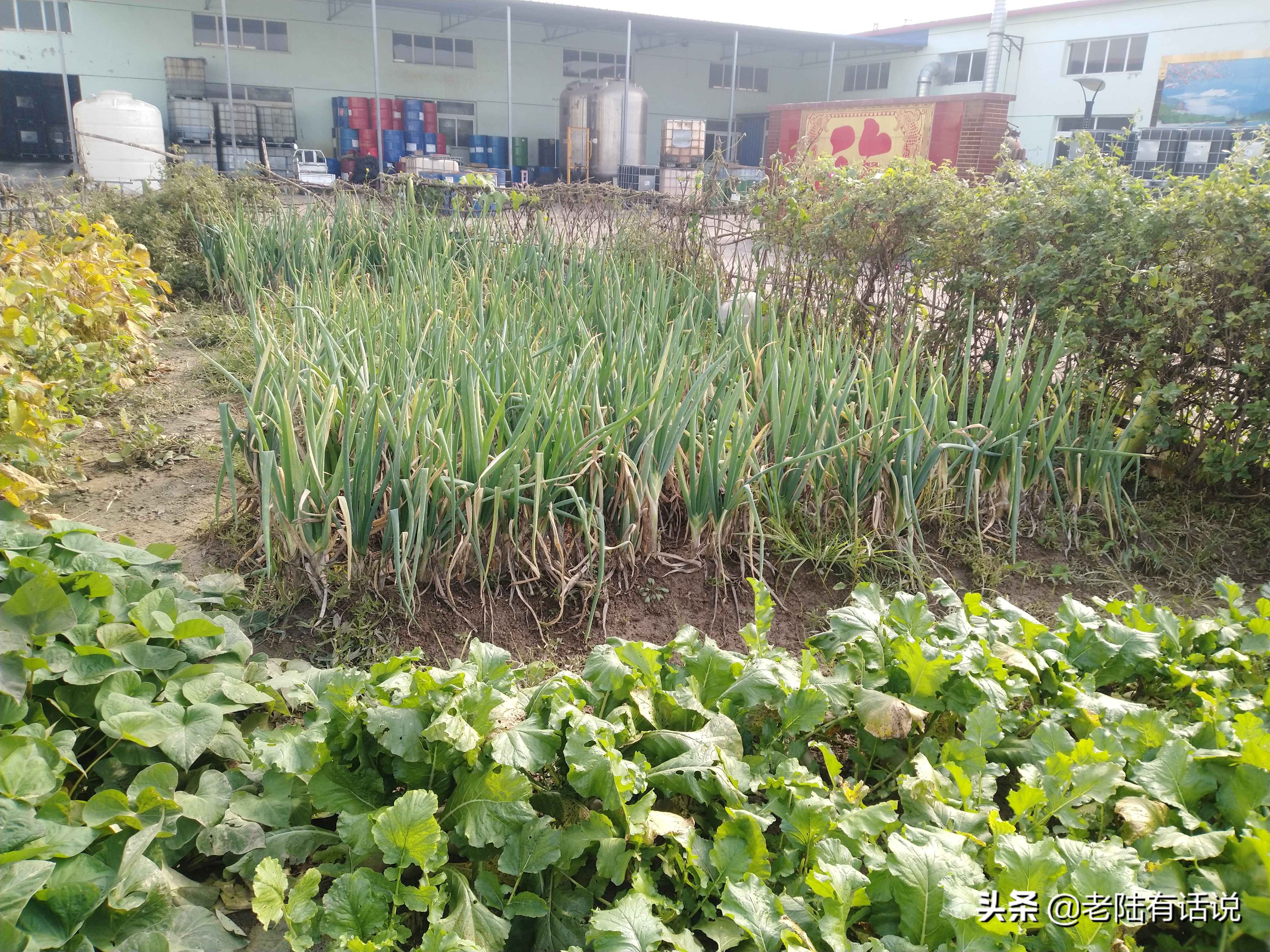 我的城市小菜园，我的田园之梦，金秋收获绿色食品