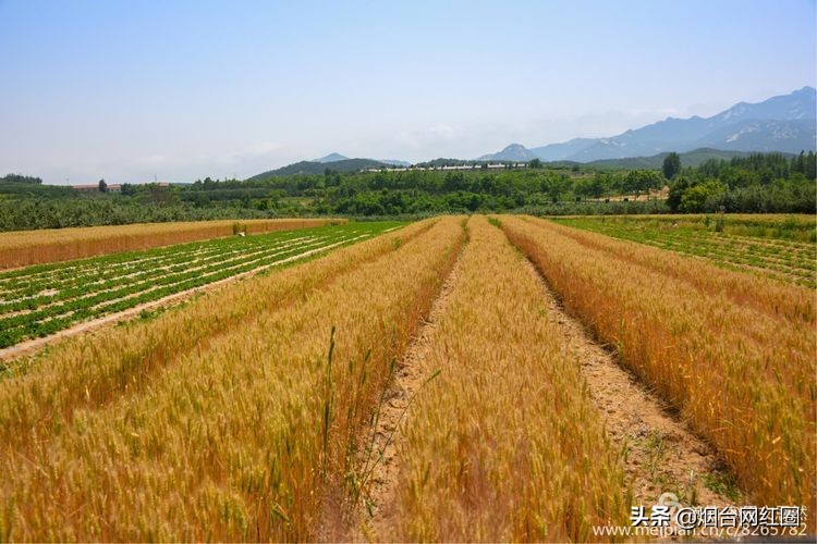 人们常说"三夏"大忙季节，即指忙于夏收、夏种和春播作物的夏管。