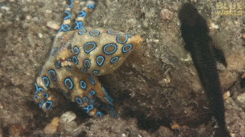 藍環章魚,藍環章魚有多毒