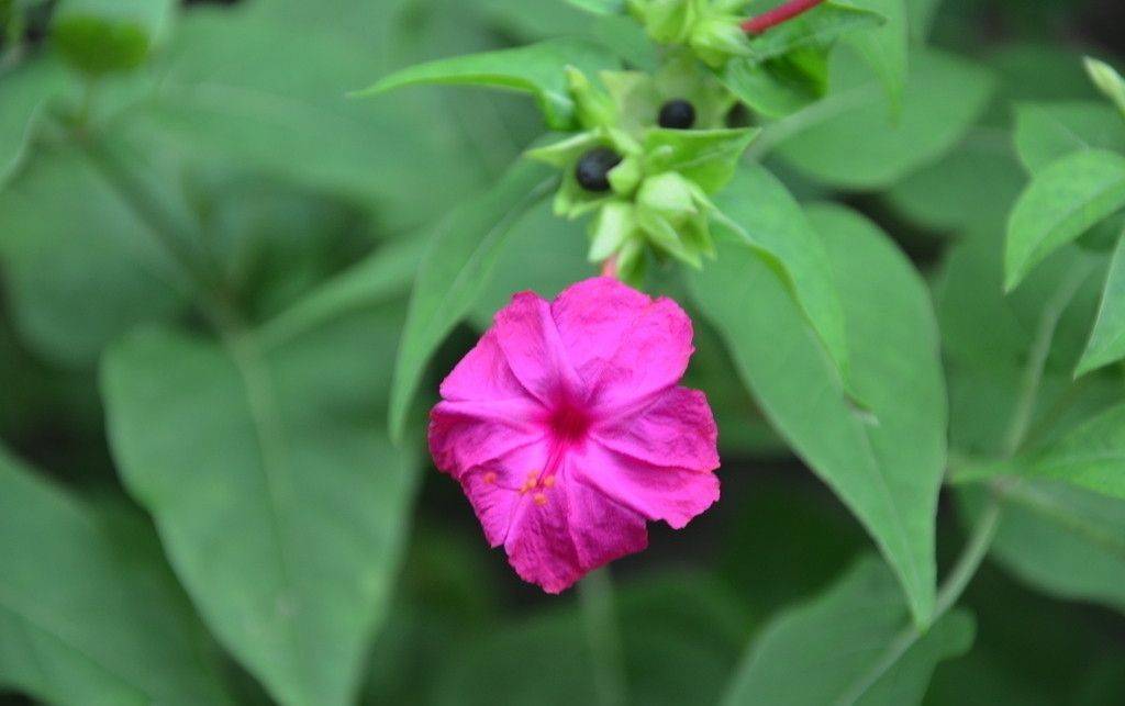 紫茉莉什么时候开花（了解紫茉莉的养殖方法）