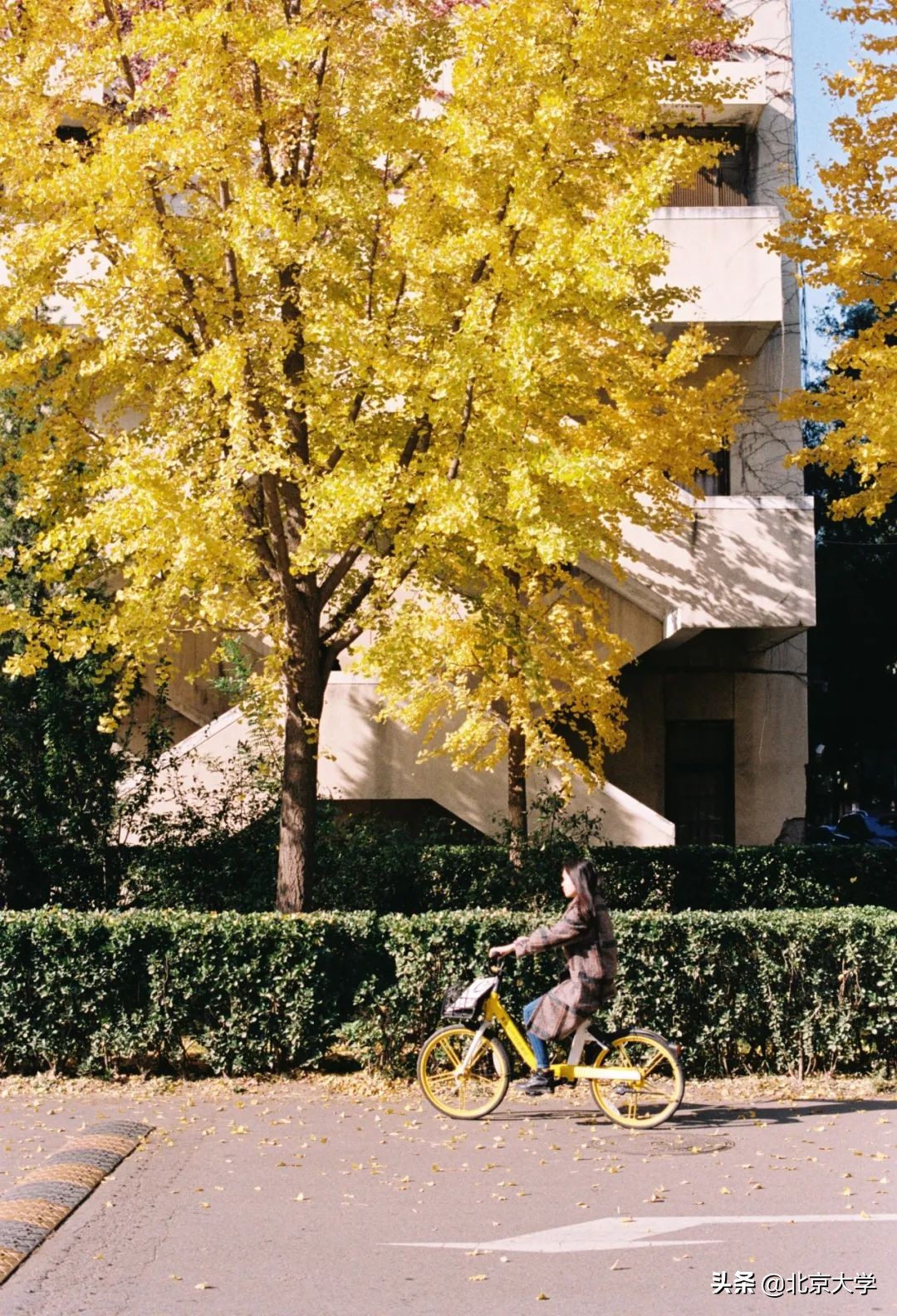 独家限定！北大赏秋地图来了