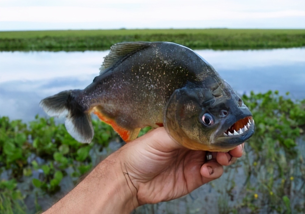亚马逊红腹食人鱼图片