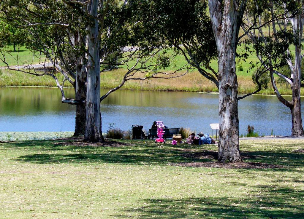 “树阴照水爱晴柔”一句，是“树阴”还是“树荫”