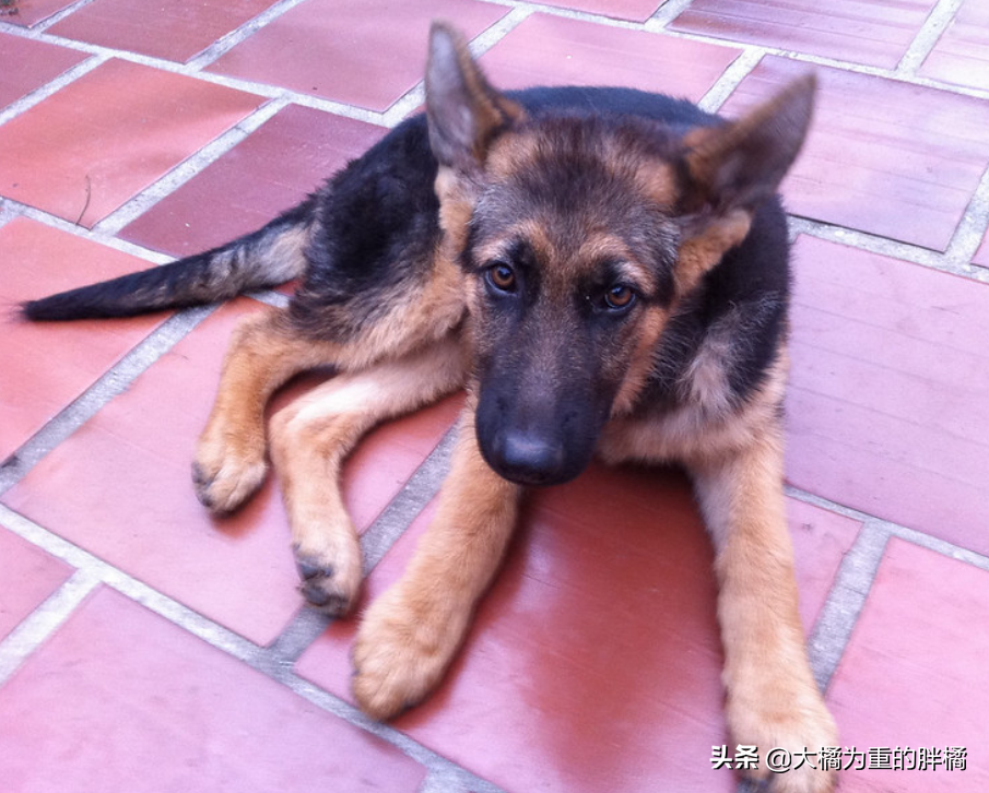 养狗不是为了折腾，公狗的这6个“缺点”太磨人，养母狗更省心！